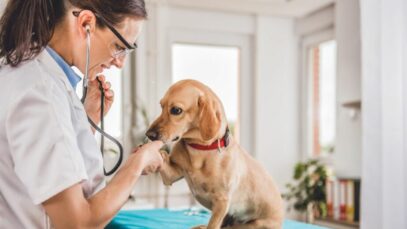 Seguro para pets
