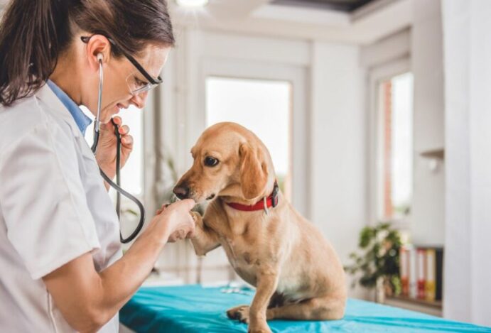 Seguro para pets