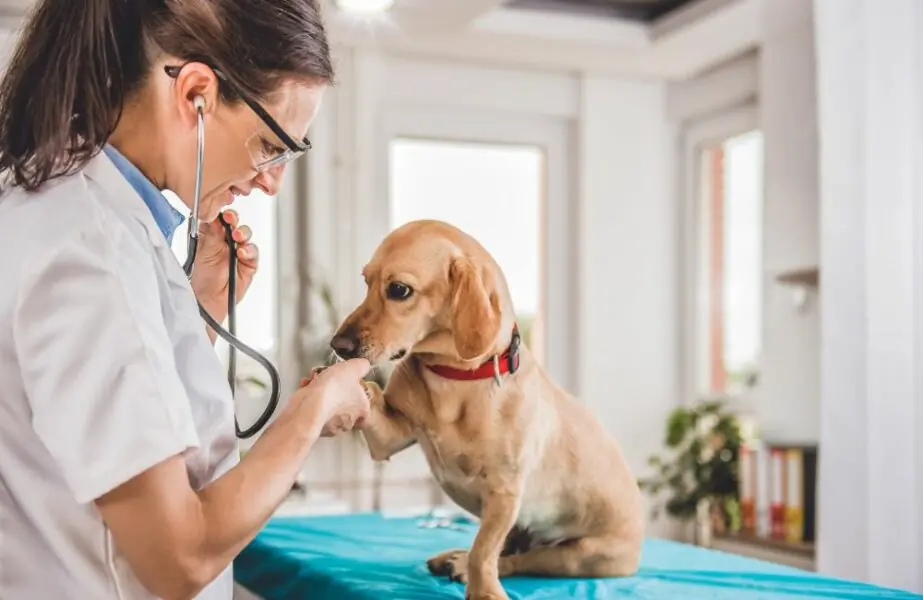 Seguro para pets deve movimentar US$ 8 bilhões em três anos