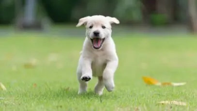 área de lazer para os animais