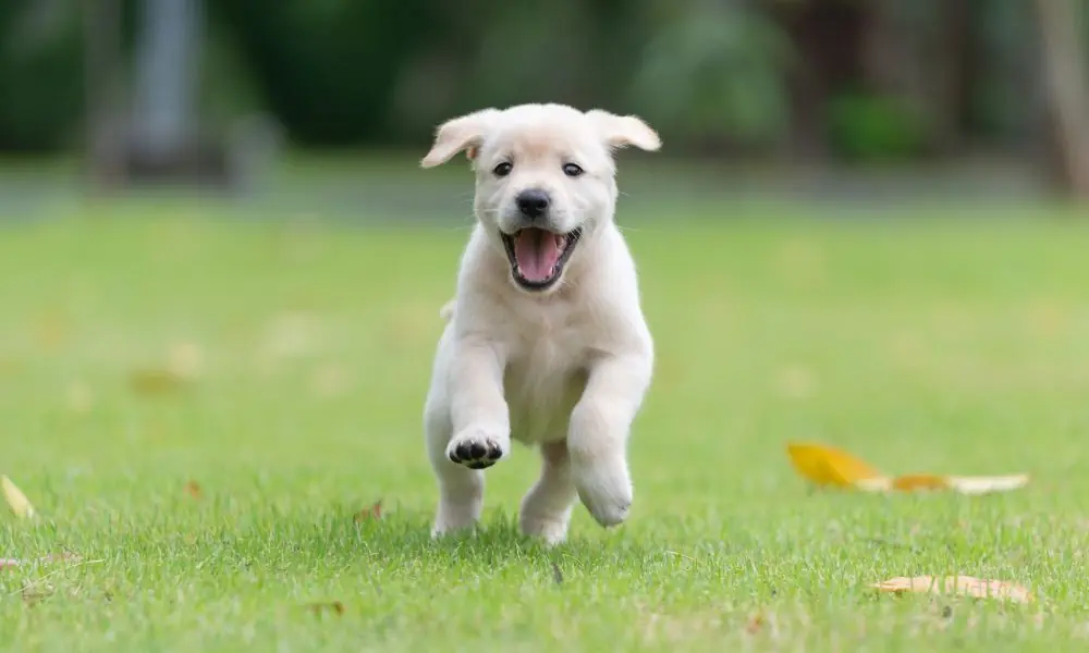 área de lazer para os animais