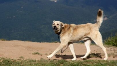 Kangal
