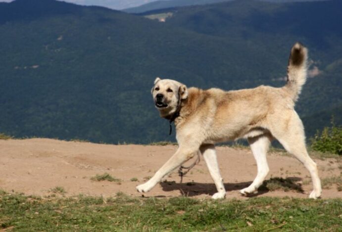 Kangal