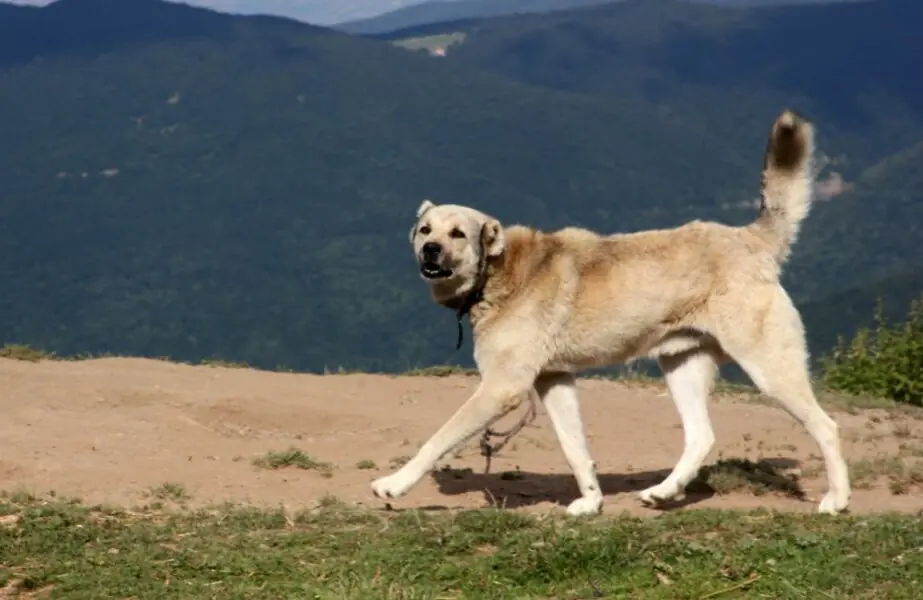 Kangal: o guardião oriental Kangal