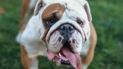 Buldogue