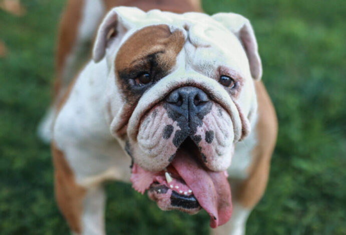 Buldogue
