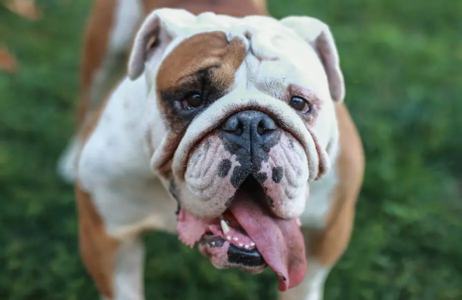 Design sem nome Buldogue
