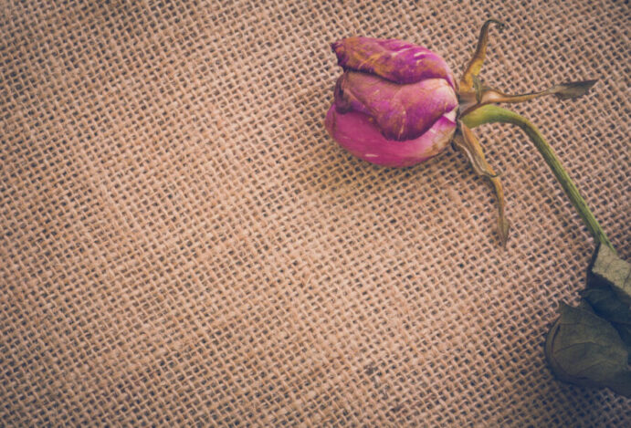 Imagem relacionada a: O que fazer após a morte do meu cão?