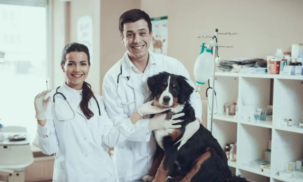 Saúde Animal