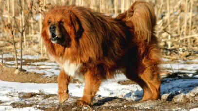 Mastim Tibetano