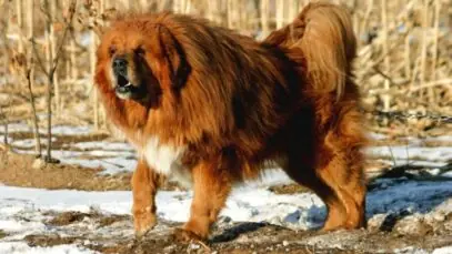 Mastim Tibetano