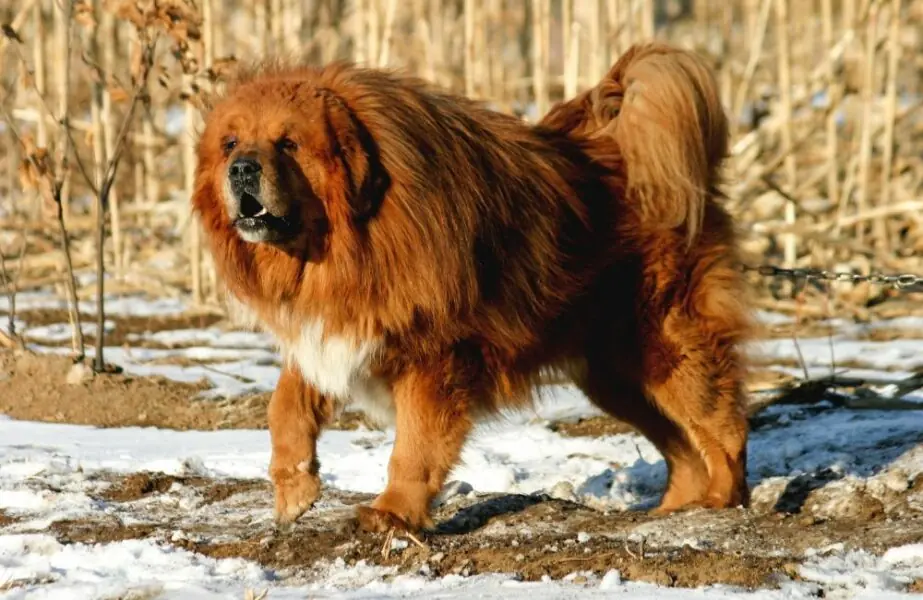 Mastim Tibetano