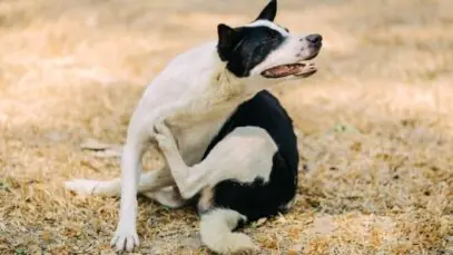 alopecia canina