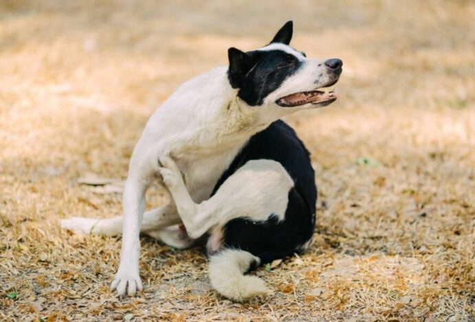 alopecia canina