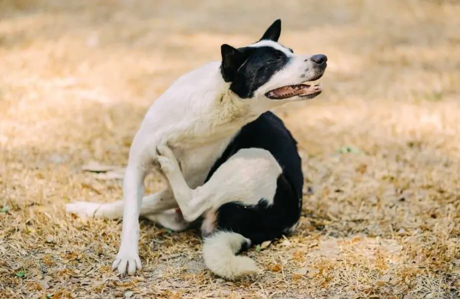 O que é alopecia canina alopecia canina