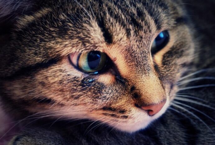 olho do gato lacrimejando