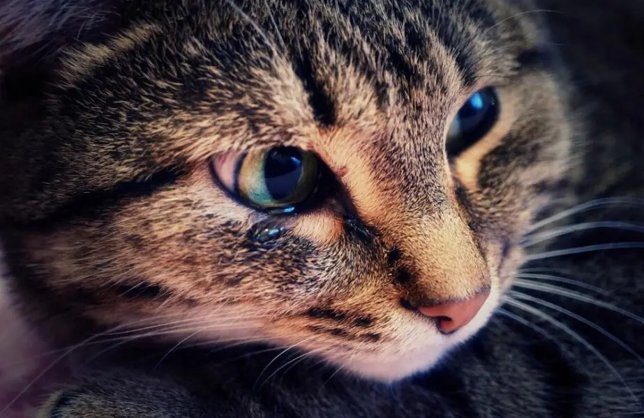 olho do gato lacrimejando