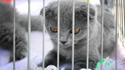 Pelo 3º ano consecutivo gatos lideram a preferência nas adoções adoções