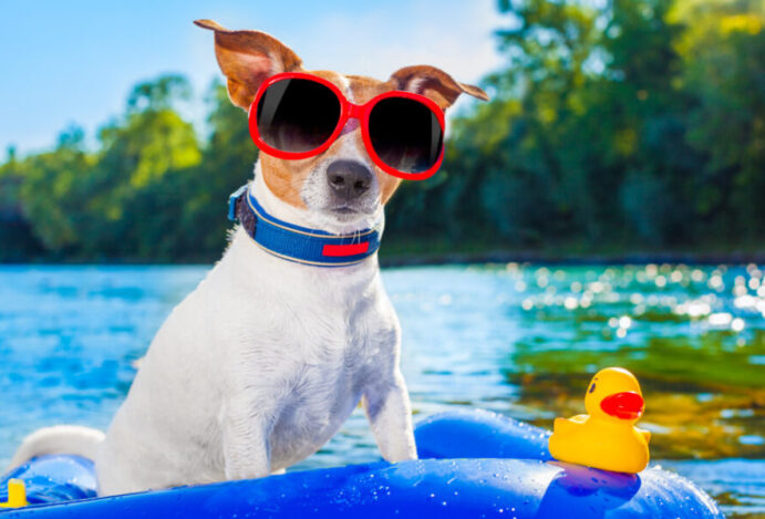 Imagem relacionada a: Cuidados para adotar com os pets no verão