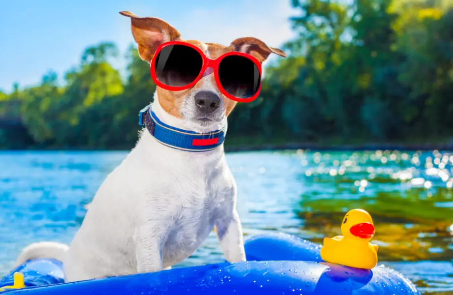 Pet Verão pets no verão