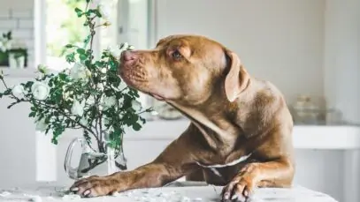 Calmante para cachorro