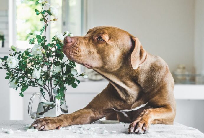 Calmante para cachorro