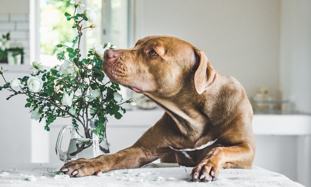 Vale a pena utilizar calmante para cachorro Panorama PetVet