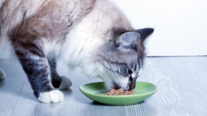 alimentos úmidos