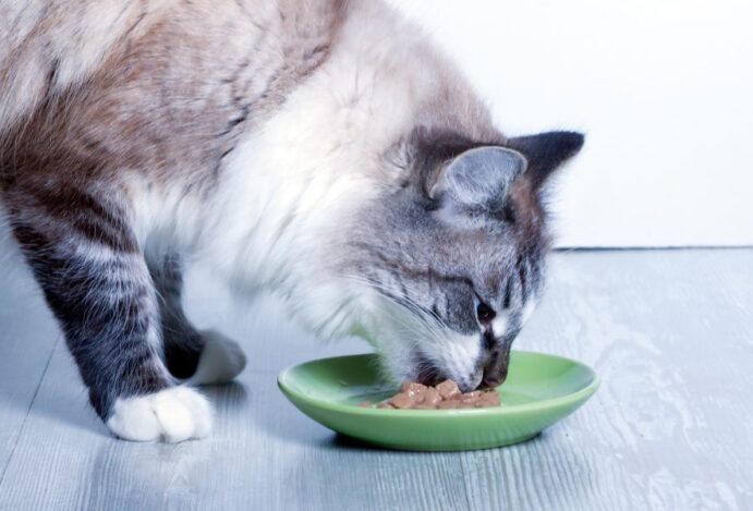 alimentos úmidos