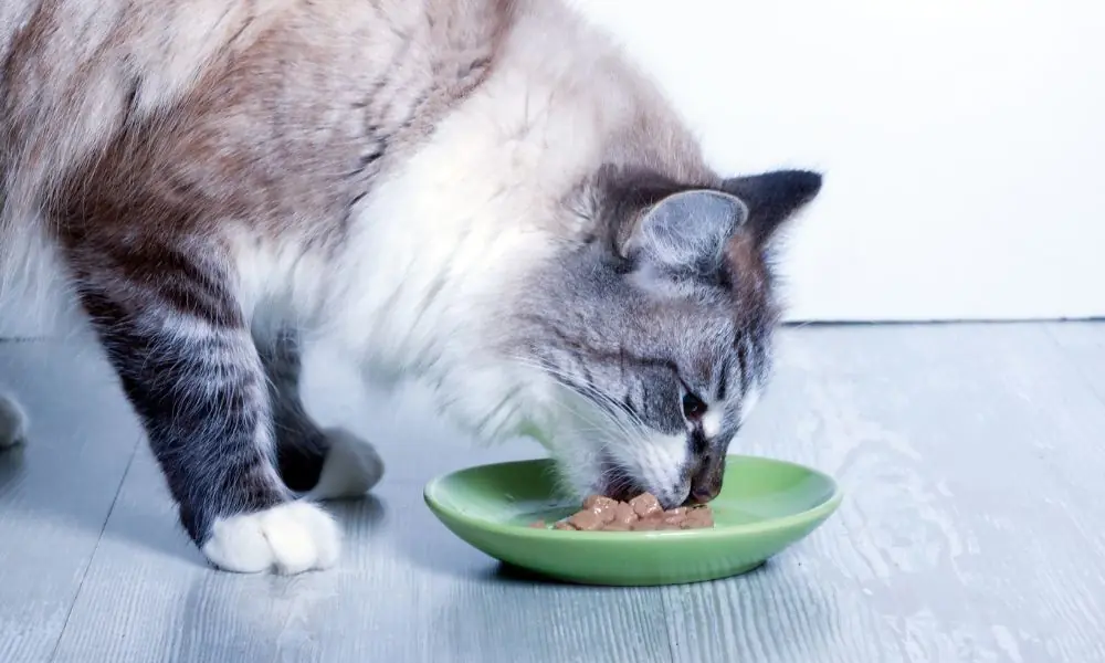 alimentos úmidos