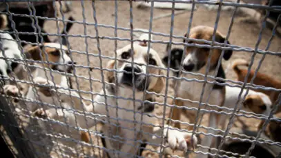 Os 8 mandamentos para adotar um cachorro