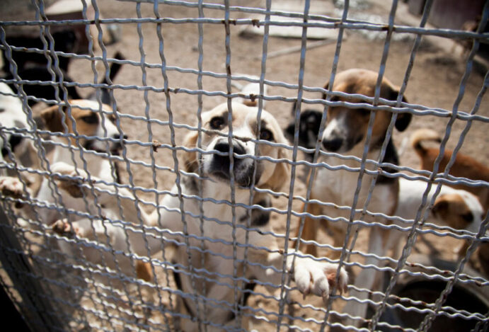 Imagem relacionada a: Os 8 mandamentos para adotar um cachorro