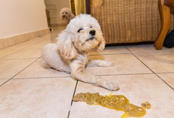 Imagem relacionada a: Conheça os alimentos tóxicos para pets