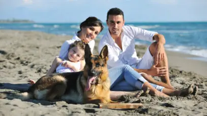 seguro para pets