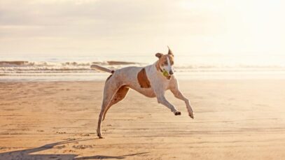 galgo