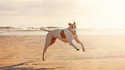 galgo
