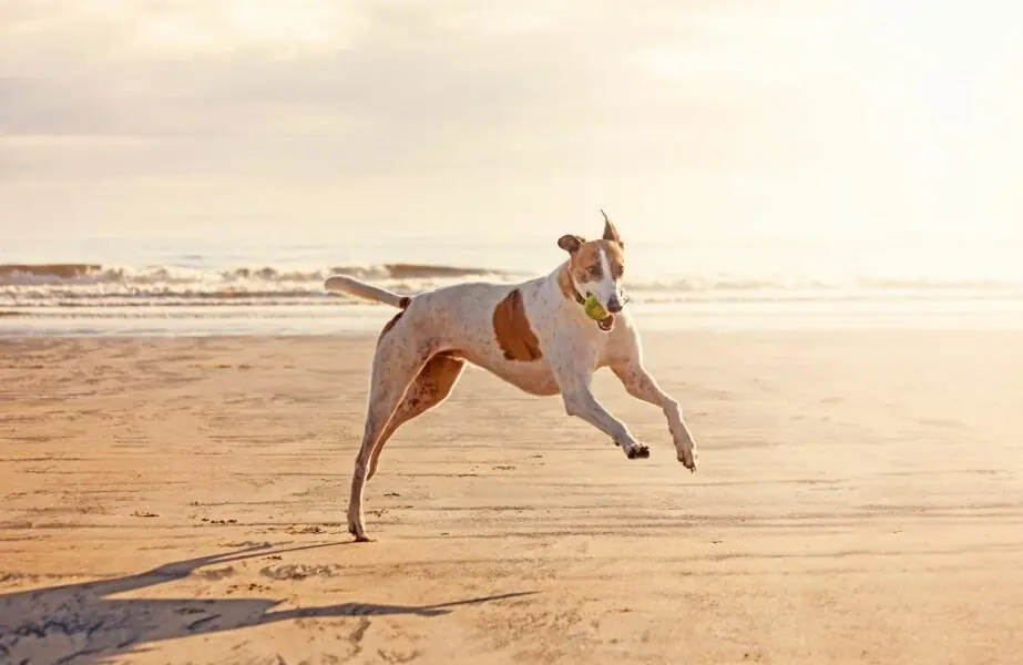 Características do cachorro galgo galgo