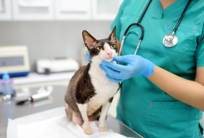 Imagem relacionada a: Dia Nacional dos Animais: mercado cresce com serviços e produtos voltados para a saúde e o bem-estar pet