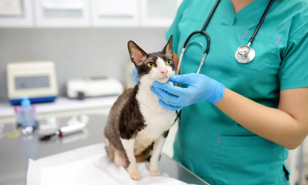 Dia Nacional dos Animais
