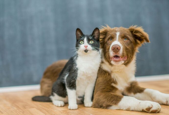 insuficiência renal