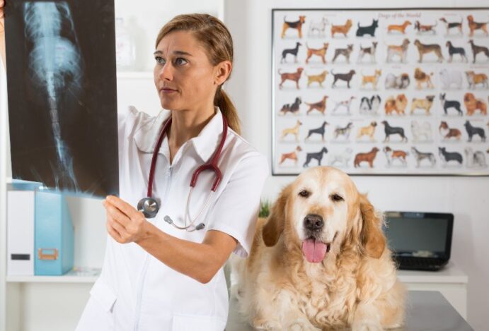 clínicas veterinárias