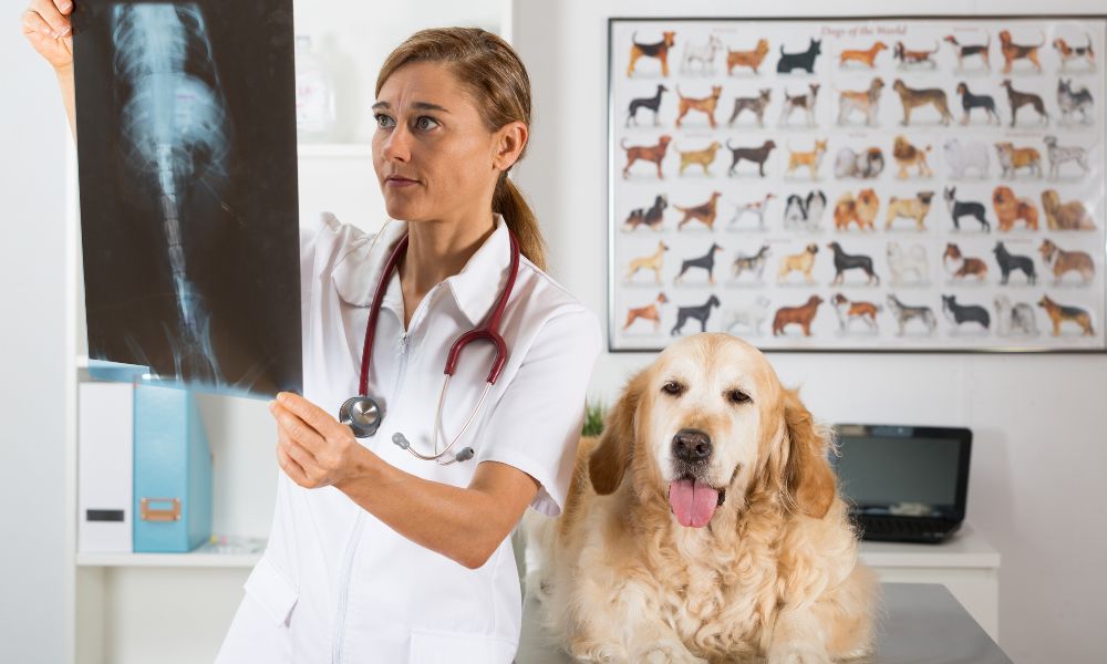 clínicas veterinárias
