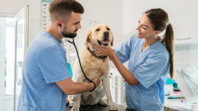 veterinários