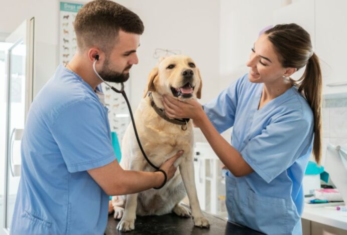veterinários