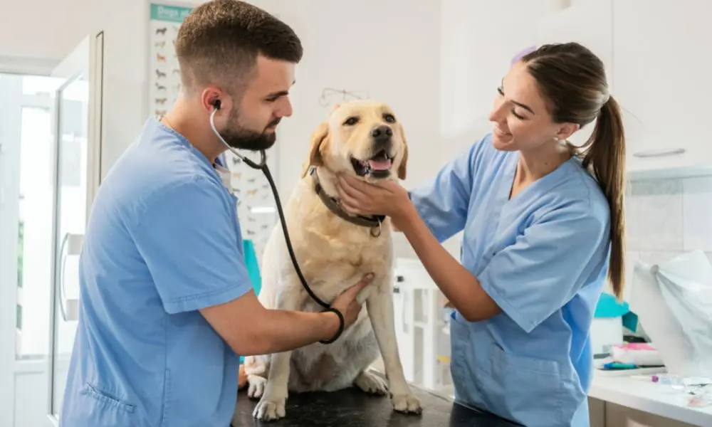 veterinários