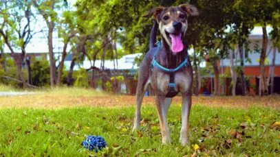 Biovet apoia projeto social que resgata animais das regiões devastadas no Litoral Norte de SP