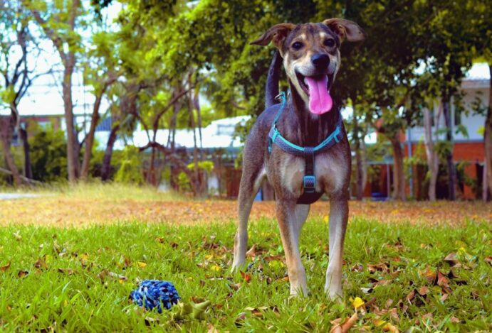Imagem relacionada a: Biovet apoia projeto social que resgata animais das regiões devastadas no Litoral Norte de SP