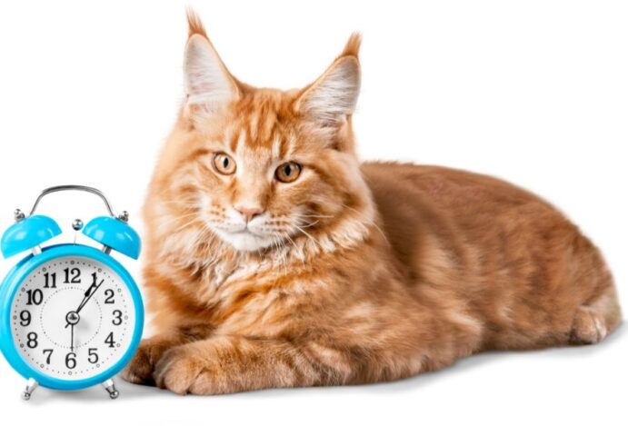 idade dos gatos