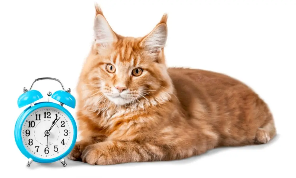 idade dos gatos
