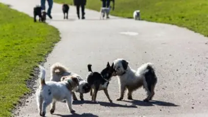 menor cachorro do mundo